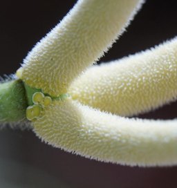 Cecropia peltata is flowering, Largo, FL