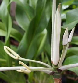 Cecropia peltata is flowering, Largo, FL.