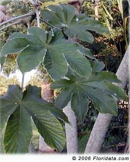 Trumpet tree foliage