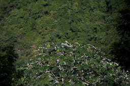 Yagruma (cecropia peltata) in the Sierra del Purial