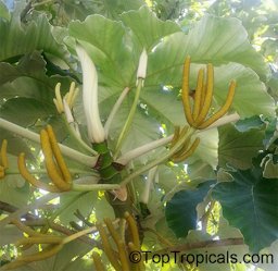 Cecropia peltata, Cecropia, Yagrumo, Guarumo