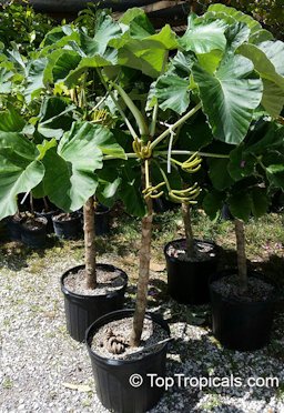 Cecropia peltata, Cecropia, Yagrumo, Guarumo