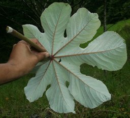 Cecropia peltata