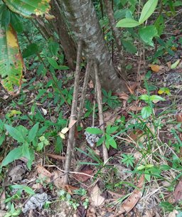 Trumpet Tree, Cecropia peltata, Mariato District, Panama