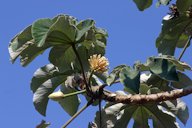 Cecropia peltata, Quintana Roo, Mexico