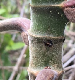 Cecropia peltata, Guanacaste, Costa Rica