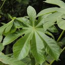 Trumpet Tree, Cecropia peltata, Chiapas, Mexico