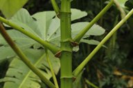 Cecropia peltata, Chiapas, Mexico