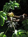 Ardilla alimentándose de los frutos del Yagrumo (Cecropia peltata)