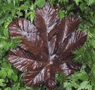 Top side of a fallen leaf of "yagrumo" (Cecropia peltata)