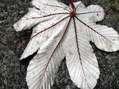 Underside of a fallen leaf of "yagrumo" (Cecropia peltata)