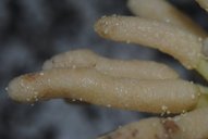 Cecropia peltata, Costa Rica.