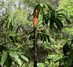 Yagrumo (Cecropia peltata), Guaraira Repano National Park, Caracas, Venezuela