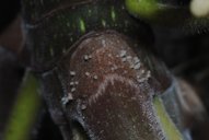 Cecropia peltata, Costa Rica