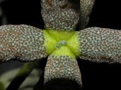 Cecropia peltata L., Costa Rica