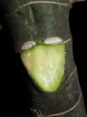 Cecropia peltata L., Costa Rica