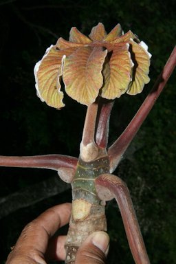 Cecropia peltata L. Collected in Costa Rica