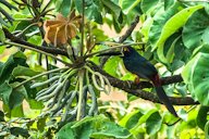 Colored aracari having lunch