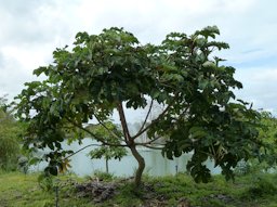 Cecropia Peltata at the Fruit and Spice Park in Homestead, FL