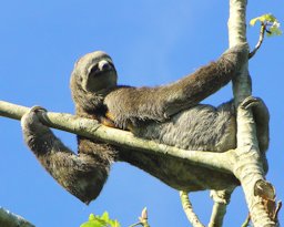 Sloth, Bradypus variegatus flaccidus on Cecropia peltata