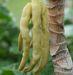 Cecropia peltata fruit, Largo, FL