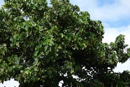 Zapote (Mastisia cordata) Colombia