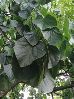 Matisia cordata, Medellín, Antioquia, Colombia