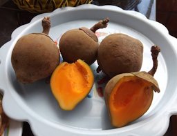 Matisia cordata Bonpl., mature fruits, Oxapampa, Perú