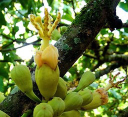 Matisia (or Quararibea) cordata, a Zapote flower.