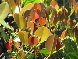 C. icaco (Cocoplum), Red leaves, Oakwood Lakes Boynton Beach, Florida