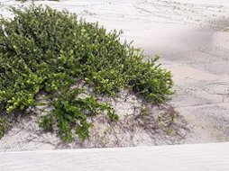 Arbusto silvestre, Chrysobalanus icaco, encontrado no Nordeste do Brasil,em região salgada