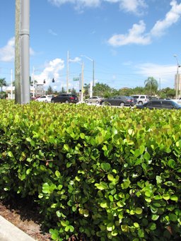 Chrysobalanus icaco (Cocoplum), Hedge, Boynton Beach, Florida