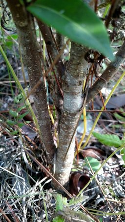 Chrysobalanus icaco (Cocoplum), Naples, FL 34110, USA
