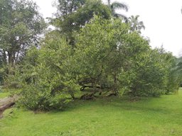 Chrysobalanus icaco (Cocoplum), Ancón, Panamá