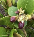 Chrysobalanus icaco (Cocoplum), Sint Maarten, Caribbean