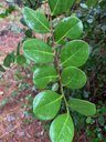 Chrysobalanus icaco (Cocoplum), Okeeheelee Park, West Palm Beach, FL, US