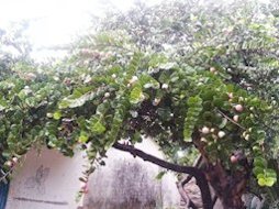 Chrysobalanus icaco (Cocoplum), an Juan Cacahuatepec, Oax., México