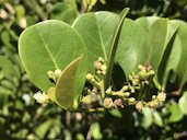 Chrysobalanus icaco (Cocoplum), Michigan St, Fort Pierce, FL, US