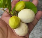 Chrysobalanus icaco (Cocoplum), Municipio de Tulum, Q.R., México