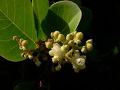 Chrysobalanus icaco (Cocoplum), Ambergris Caye, Belize