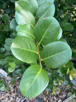 Chrysobalanus icaco (Cocoplum), Port Saint Lucie, FL, US