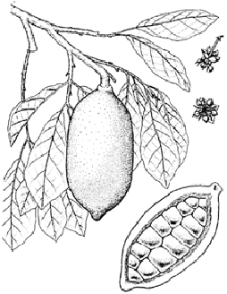Cupauaçu (Theobroma grandiflorum), flowers and cross-section of the fruit.