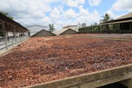 Secagem de sementes de cupuaçu, Projeto Reca, Rondônia