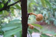 Theobroma grandiflorum, cupuacu tree