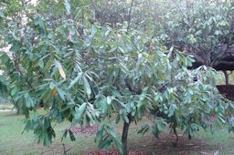 Theobroma grandiflorum, cupuacu tree