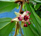 Close-up of Theobroma grandiflorum flower, Amazonia cacao-tree