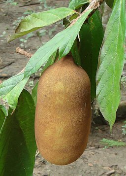 Theobroma grandiflorum, source of Cupulate Chocolate, Amacayacu Park, Colombian Amazon