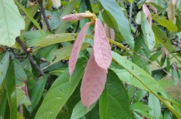 Cupuaçu Theobroma grandiflorum, cupuacu tree