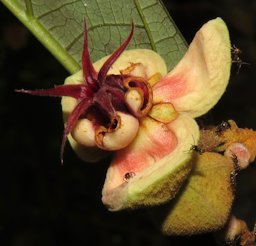 Cupuaçu Theobroma grandiflorum, Alta Floresta, State of Mato Grosso, Brazil