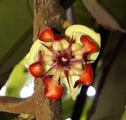 Cupuaçu, Theobroma grandiflorum, Aleixo, Manaus, Brasil
